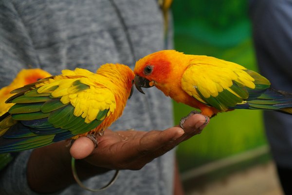 How can you ensure proper dental care for a senior Dachshund to prevent periodontal disease?