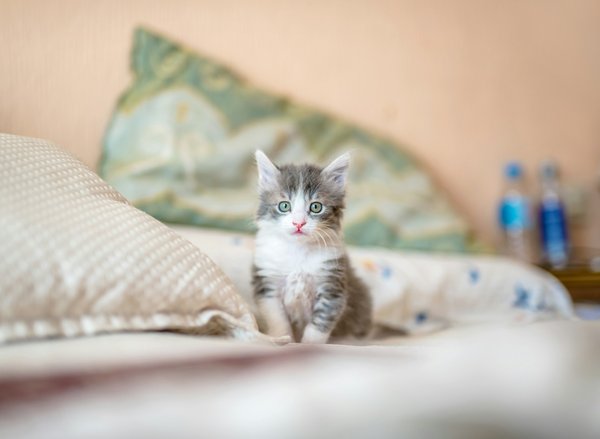 How can you develop a play schedule that matches the energy levels of a hyperactive kitten?