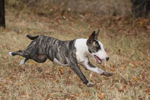 What dietary adjustments are necessary for an overweight Bull Terrier to achieve ideal weight?