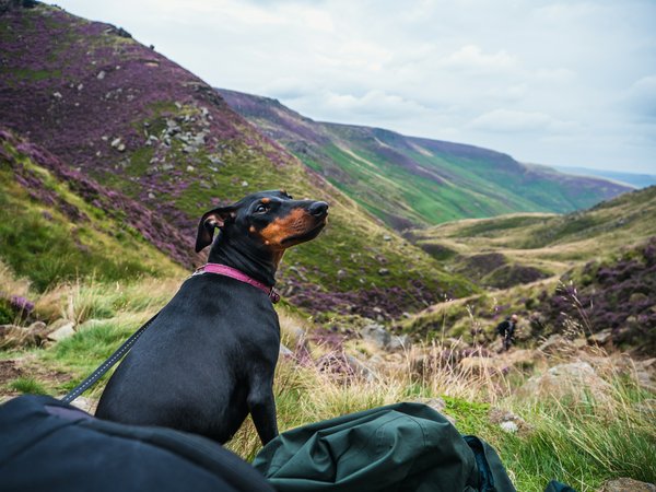 What are the steps to properly check a Manchester Terrier for common parasites?