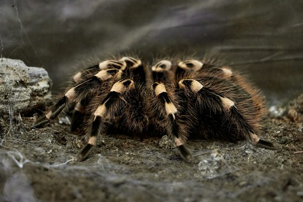 How do you handle the molting season for a pet tarantula in a British home?