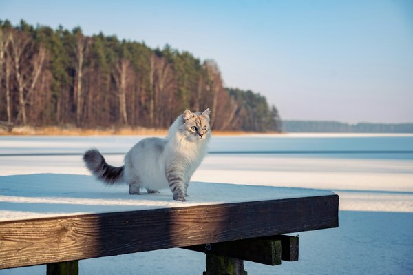 How can you accommodate an indoor exercise routine for a Siberian Cat during winter?