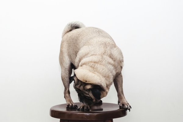 What training techniques are best for a Pug with a stubborn streak in urban settings?