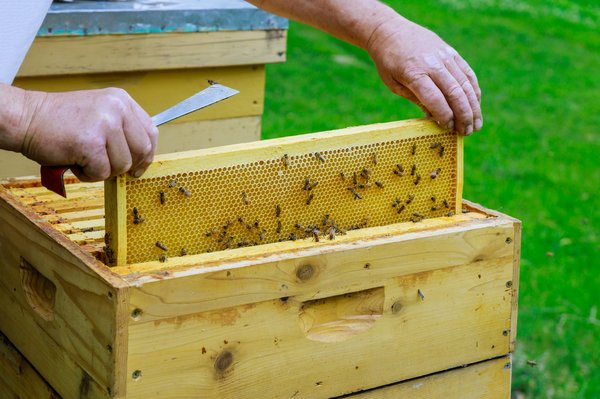 What are the guidelines for setting up a beehive in an urban UK garden?