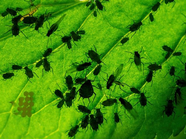 How can the UK's canal networks be managed to support diverse aquatic ecosystems?