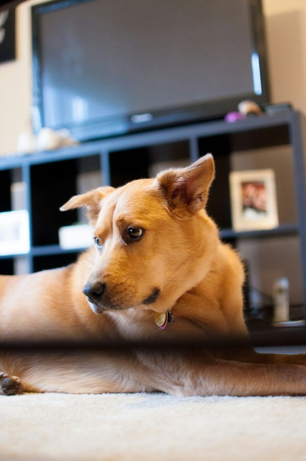 What are the critical signs of Addison's disease in a Standard Poodle, and how can it be managed?